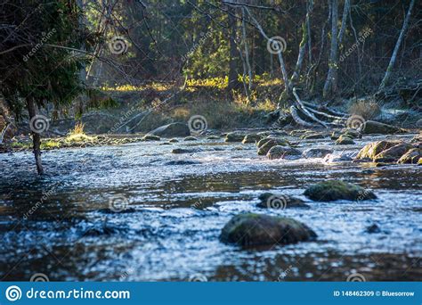 Scenic River View Landscape Of Forest Rocky Stream With Trees On The