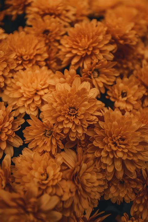 Orange Flowers Aesthetic Best Flower Site