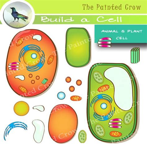 This Build A Cell Clipart Set Features One Pre Built Plant Cell One