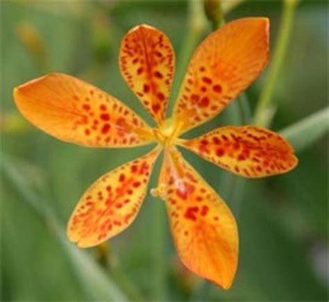 Blackberry Lily Seeds Etsy