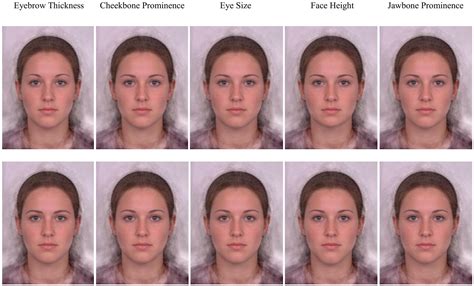 Frontiers The Relative Contribution Of Jawbone And Cheekbone