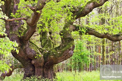 Ancient Oak Tree Growing In Stock Photo