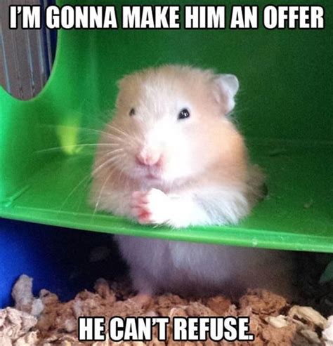 Dump A Day Attack Of The Funny Animals 53 Pics Animal Captions