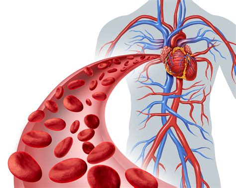 Interesting Facts About The Circulatory System