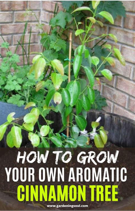 How To Grow Your Own Aromatic Cinnamon Tree