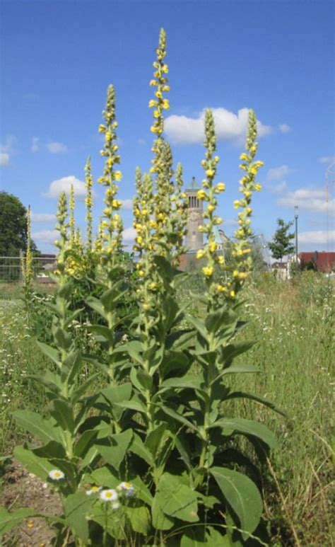 Verbascum Plant Growing And Care Guide For Gardeners
