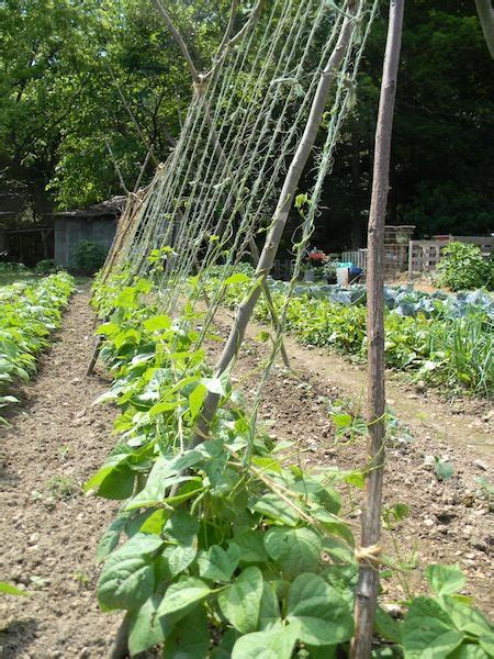 Twining plants, like pole beans, do best on trellises on which the slats or supports are less than 2 inches wide. This is a green bean trellis that worked very well for us ...