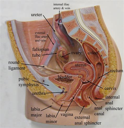 Pelvic organs illustrations & vectors. labeled pelvic spaces uterine - Google Search ...