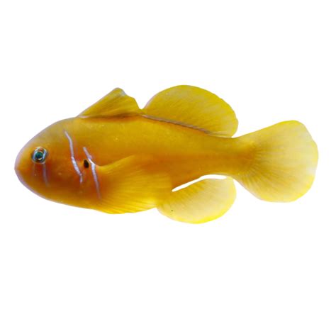 Citron Goby Fiji Harrys Marine Life