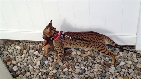 Lilnudists cattery sphynx & bambino cats & kittens. F1 Savannah Cat and Squirrel - YouTube