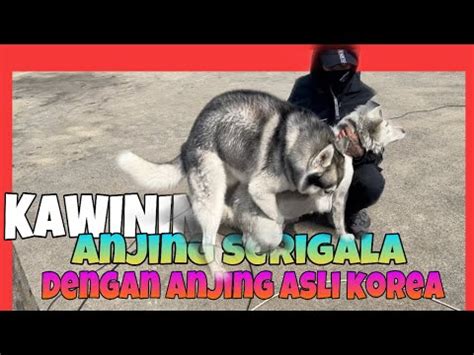 Anjing kawin "kawinin anjing serigala dengan anjing ras korea - YouTube