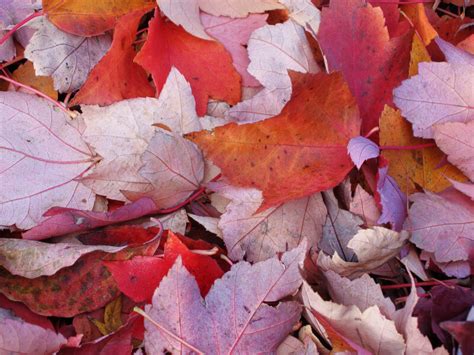 Pile Of Red Leaves Clippix Etc Educational Photos For Students And