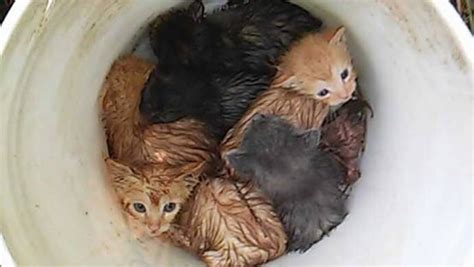 The drowning unwanted pets trope as used in popular culture. P.E.I. brothers rescue six kittens from drowning at ...