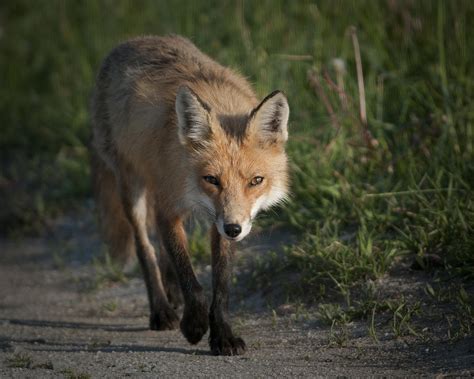 Red Fox Walking Photograph By Craig Leaper Fine Art America