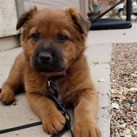 German Shepherd Mixed With Golden Retriever