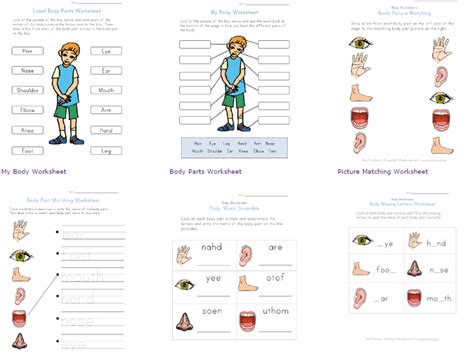 Bahasa indonesia worksheets and online exercises language: WORKSHEET GRATIS BELAJAR BAHASA INGGRIS TENTANG ANGGOTA ...