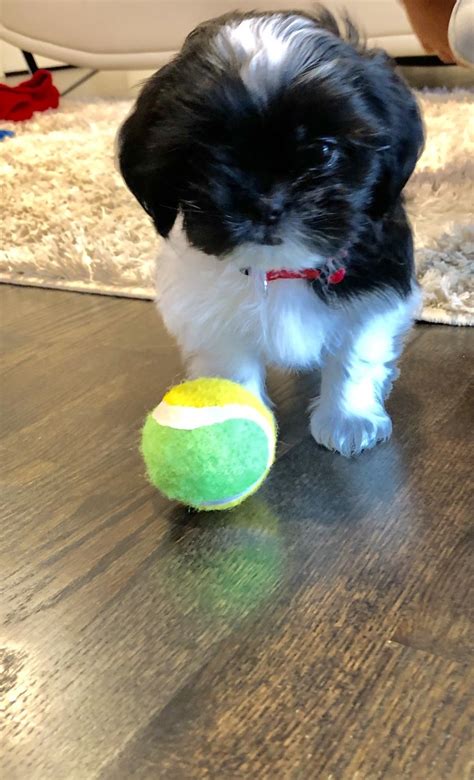 We will email you once we receive it. Shih Tzu Puppies For Sale | Colorado Springs, CO #331548