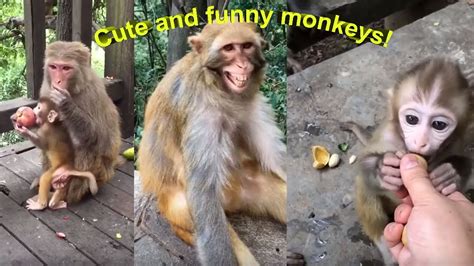 Tik Tok Monkey Video Compilation Most Adorable Monkey Video 1 Youtube