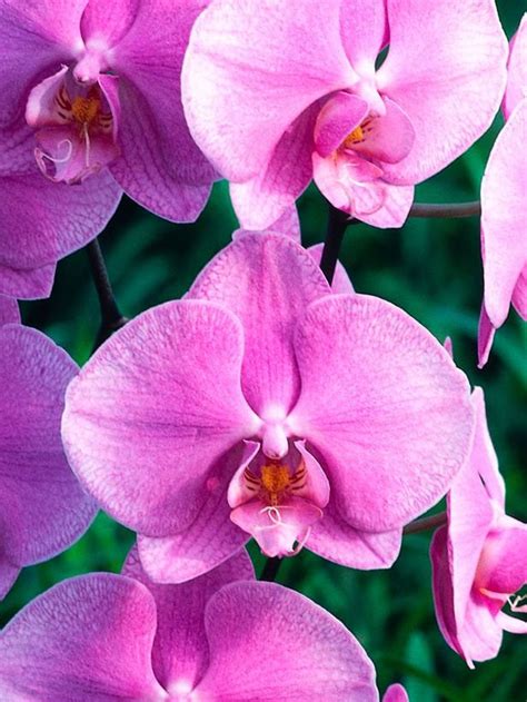 Landscaping And Hardscaping Growing Orchids Orchid Care Orchids