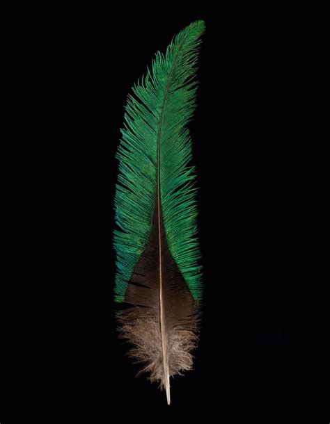 These Stunning Photos Of Feathers Will Tickle Your Fancy Feather