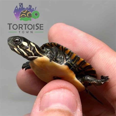 Eastern Painted Turtle For Sale Online Baby Eastern