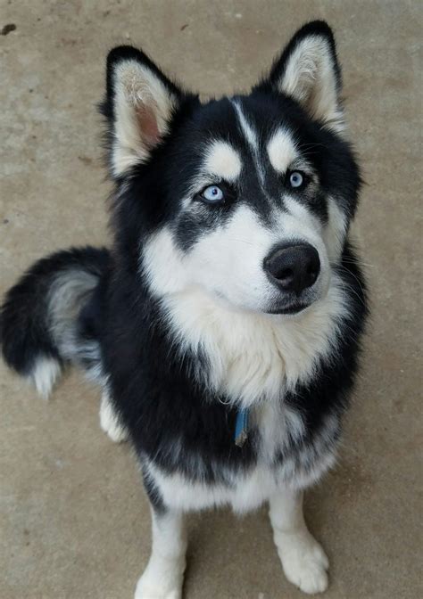 Beautiful Black And White Siberian Husky White Siberian Husky Black