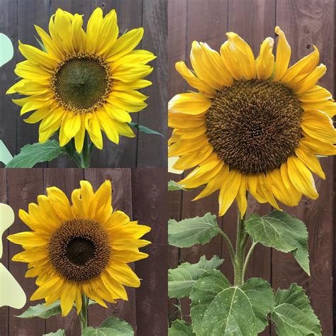 My Incredible Sunflower When It First Bloomed Mid Bloom And Now Fully