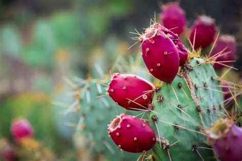 The little spots you see on them are not thorns, but. How To Eat A Cactus Fruit Or Prickly Pear? | CactusWay