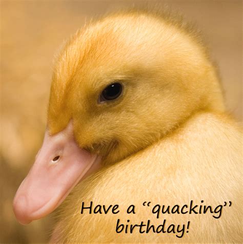 Duck Birthday Card Quacking Duckling Birthday Funny Photo Blank