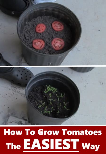 How To Grow Tomatoes The Easy Way