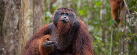 Adult Male Orangutan Orangutan Foundation International Australia