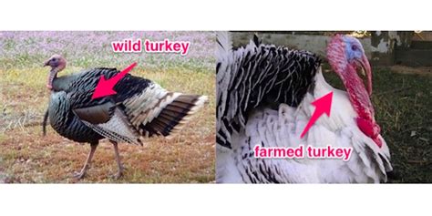 How Big Turkeys Were Then And Now Business Insider