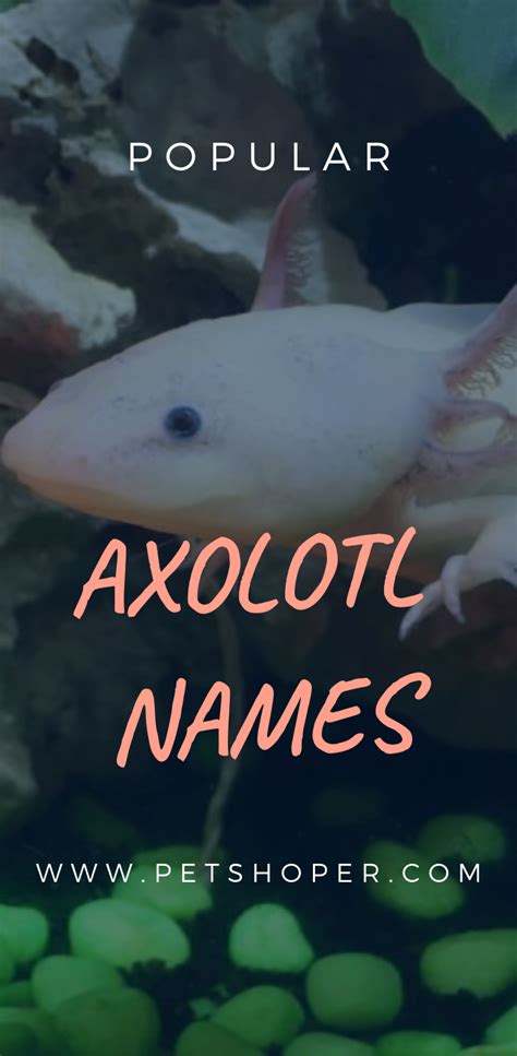 We did not find results for: +100 Cute Axolotl Names [Boy & Girl & Neutral NAMES in ...