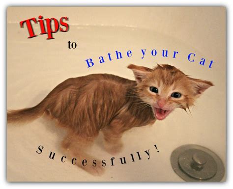 Tips To Bathe Your Cat Successfully Kiki Talks Paws