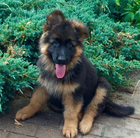 No puppies available right now. German Shepherd Puppies | Johannesburg | Public Ads German ...