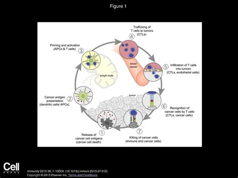 Oncology Meets Immunology The Cancer Immunity Cycle Ppt Download