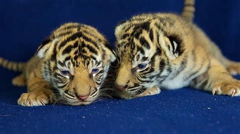 Dreamworlds Tiger Cubs Open Eyes For The First Time Triple M