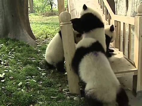 Pop a sprinkler over the slide on a hot summer day for some speedy, slippery, crazy quick sliding fun. Adorable Pandas sliding down a slide. - YouTube