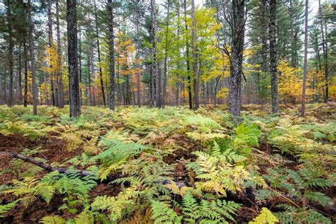 Nations First Carbon Offset Project On State Forest Land Is In Michigan