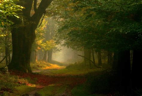 1920x1080 Photography Landscape Nature Trees Path Mist Wallpaper 