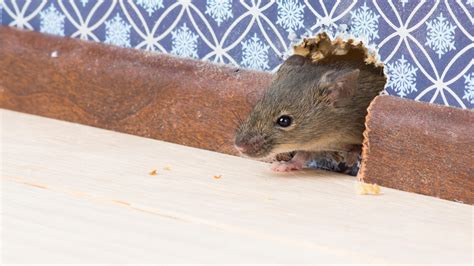 Mit unseren tipps zur bekämpfung werden sie die schädlinge zuverlässig wieder los. Mäuse fangen: Wie Sie Mäuse im Haus richtig bekämpfen