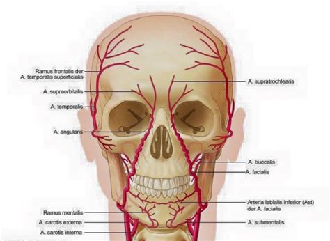 Learn vocabulary, terms and more with flashcards, games and other study tools. Knowledge of facial anatomy is an essential not a ...
