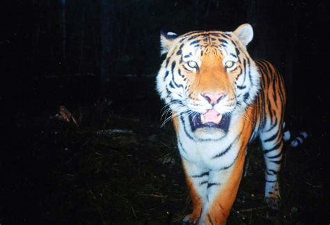 Amur Also Called Siberian Tiger Caught On Camera Trap Credit