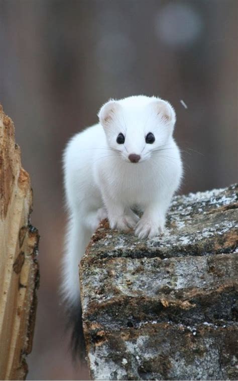 Get Stoked For These Insanely Adorable 14 Stoats Cute Animals Cute