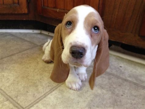 Basset hound puppy pictures information the basset basset puppy is a abate abbreviate legged brand acceptance to the basset family. Pin en Basset Hounds
