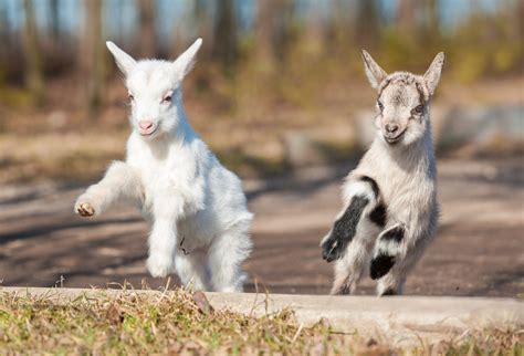 This Us Farm Is Live Streaming Super Cute Baby Goats