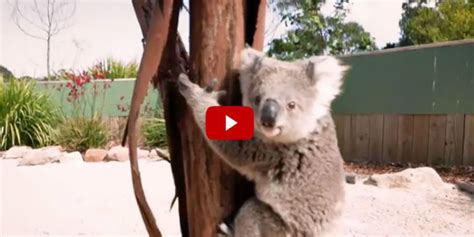 Koala Hugs Cameraman Viral Imogen Koala Video