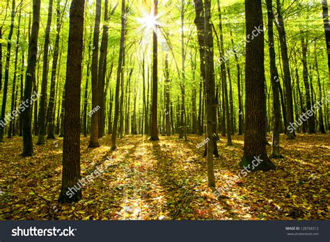 Autumn Forest Trees Nature Green Wood Sunlight Backgrounds Stock