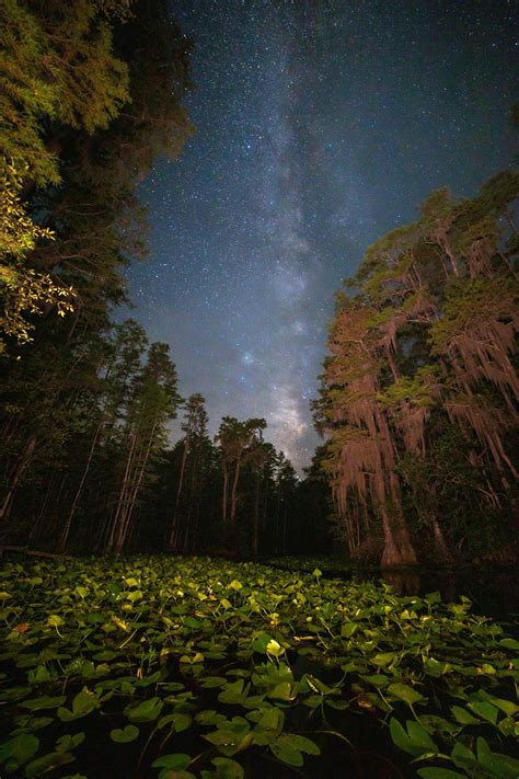 Looking Out At The Stars From Inside The Okefenokee