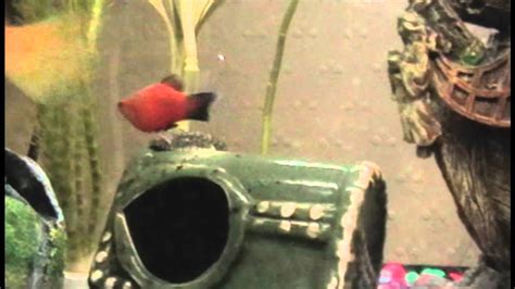 Platy Fish Mating Dance And Mating Youtube